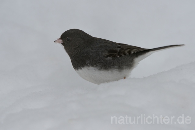 W9926 Junko,Dark-eyed Junco - Peter Wächtershäuser