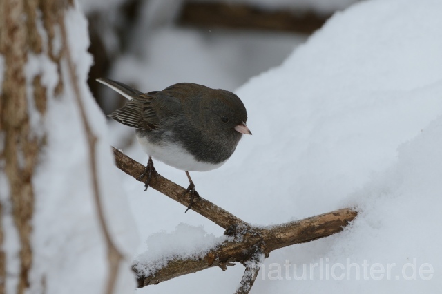 W9929 Junko,Dark-eyed Junco - Peter Wächtershäuser