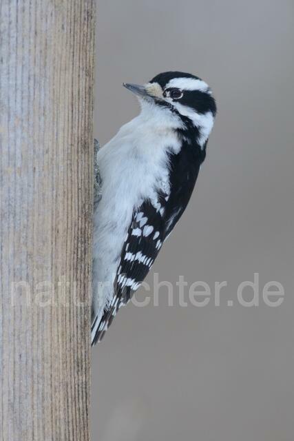 W9930 Dunenspecht,Downy Woodpecker - Peter Wächtershäuser