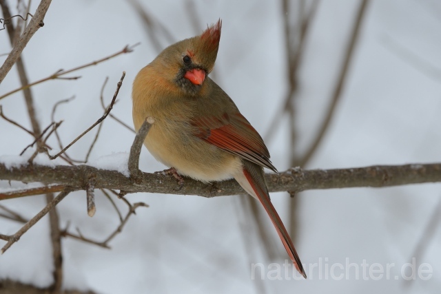 W9984 Rotkardinal,Northern Cardinal - Peter Wächtershäuser